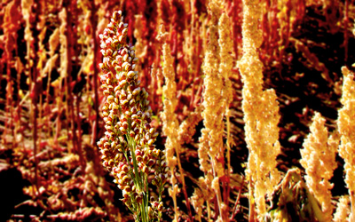 Growing Quinoa