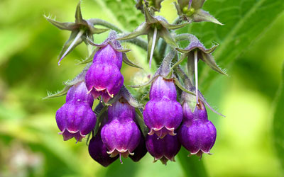 Comfrey