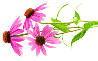 Echinacea