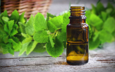 Lemon Balm Essential Oil