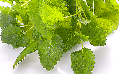 Revelan los beneficios del toronjil para la reducción de lípidos en la sangre