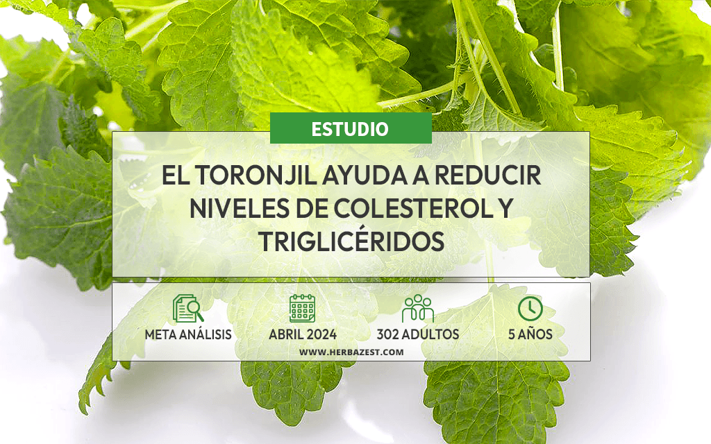Revelan los beneficios del toronjil para la reducción de lípidos en la sangre