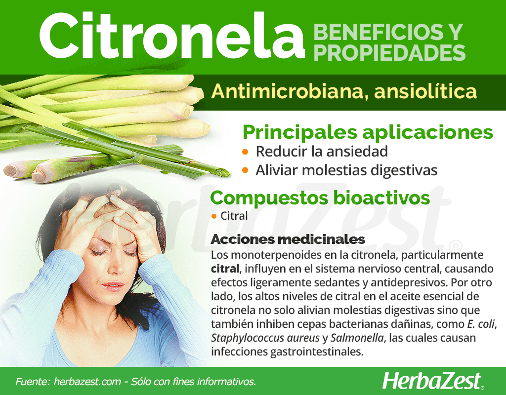 Beneficios y propiedades de la citronela