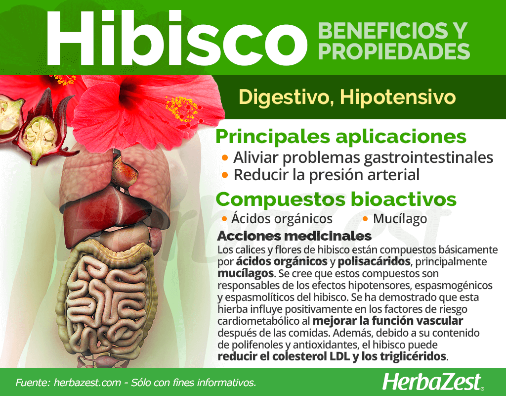 Beneficios y propiedades del hibisco