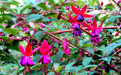Growing Fuchsia
