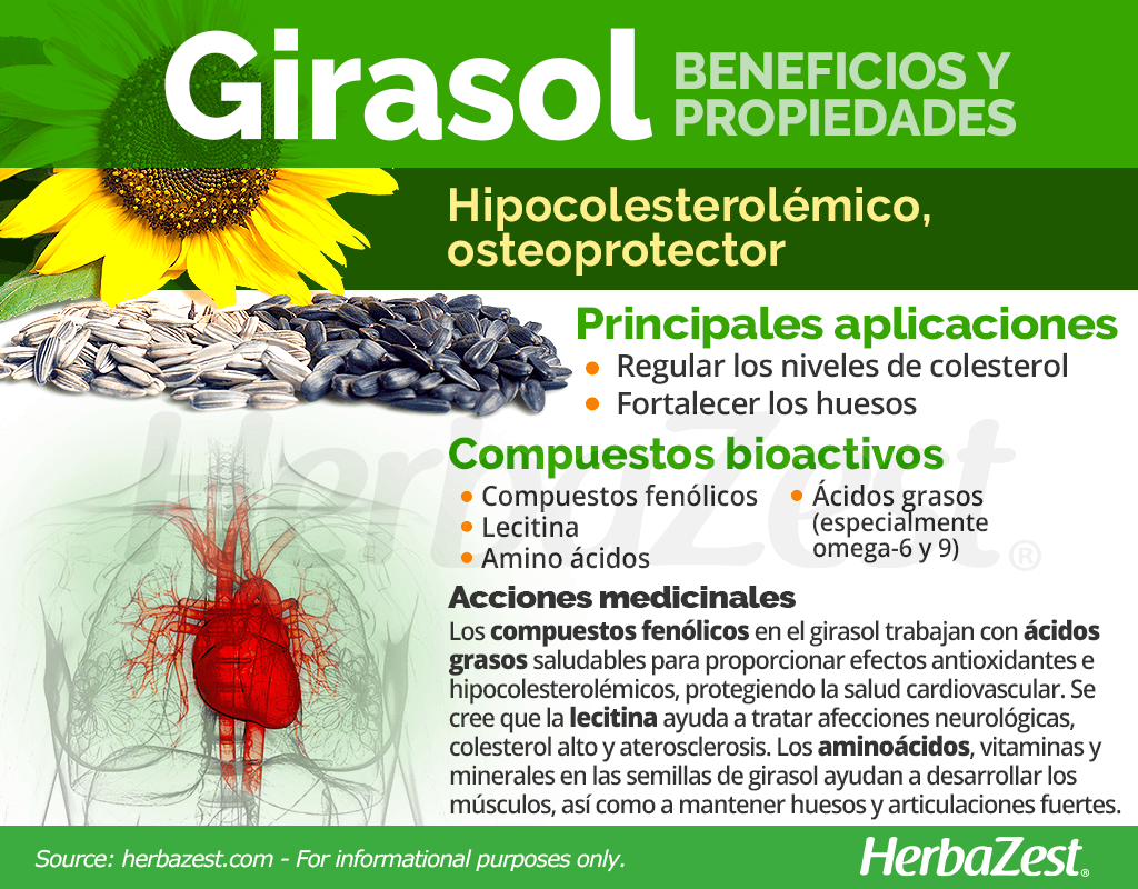 Beneficios y propiedades del girasol