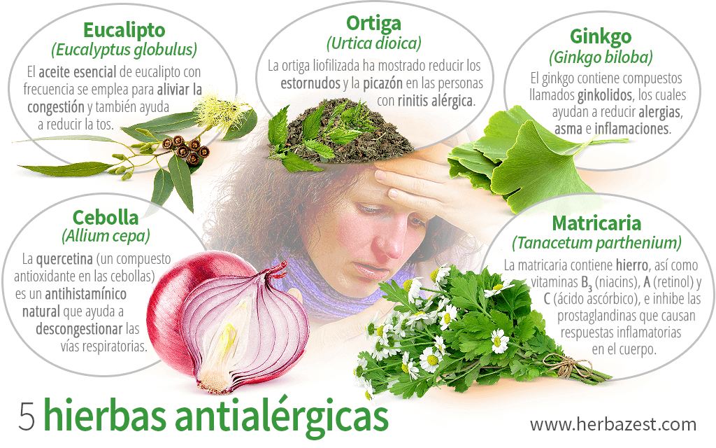 5 hierbas antialérgicas