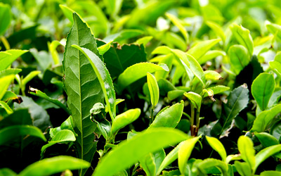 Growing Tea Plant