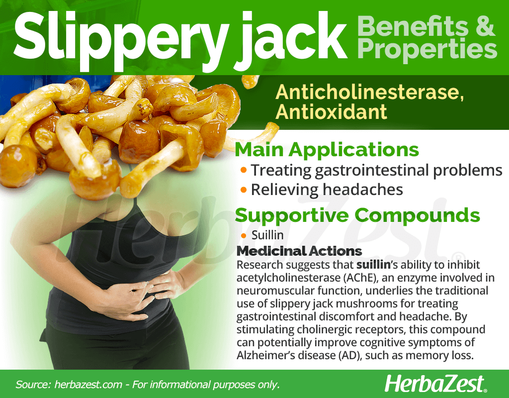 Slippery Jack Benefits and Properties