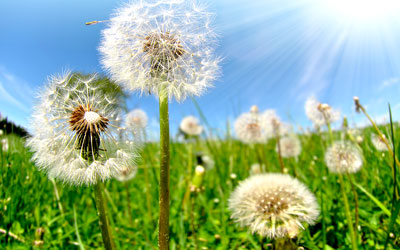 Dandelion