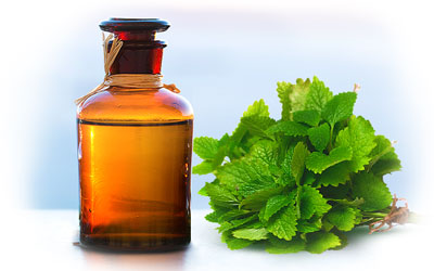 Lemon Balm Extract