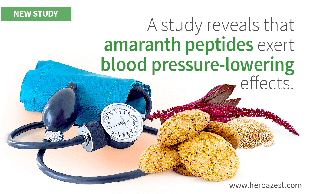 Amaranth's Peptides Found to Have Antihypertensive Properties
