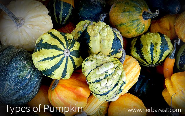 Types of Pumpkin