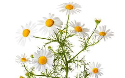 Chamomile