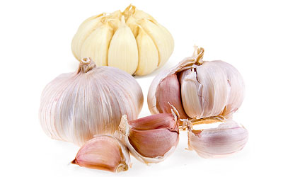 Garlic