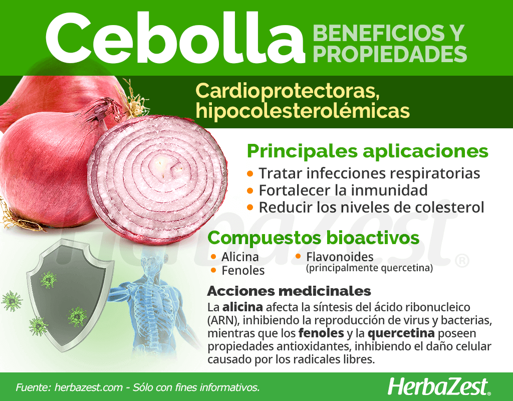 Beneficios y propiedades de la cebolla