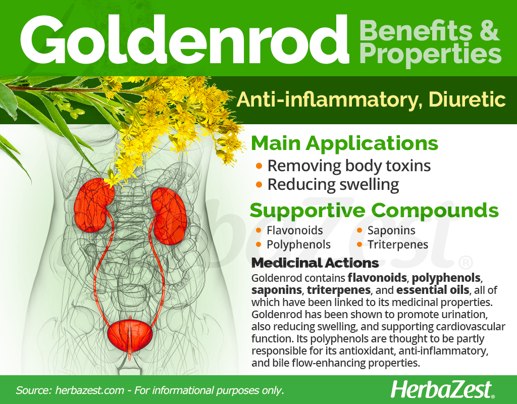 Goldenrod Benefits and Properties