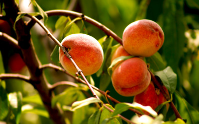 Growing Apricots
