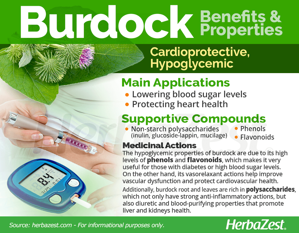 Burdock Benefits and Properties