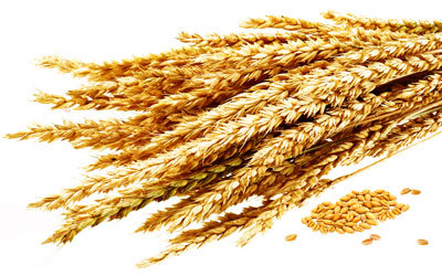 Wheat
