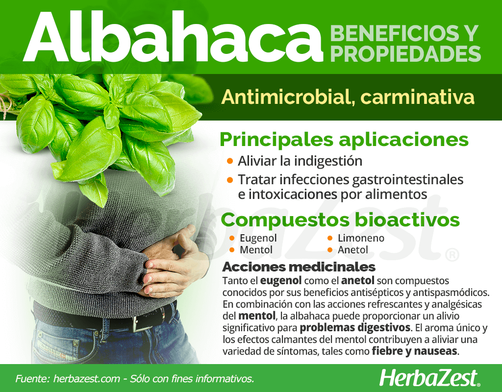 Beneficios y propiedades de la albahaca