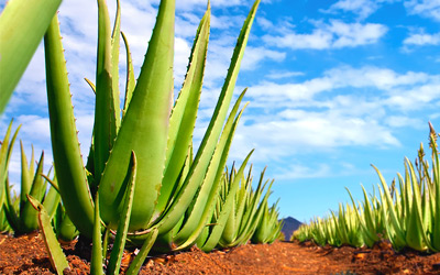 Growing Aloe