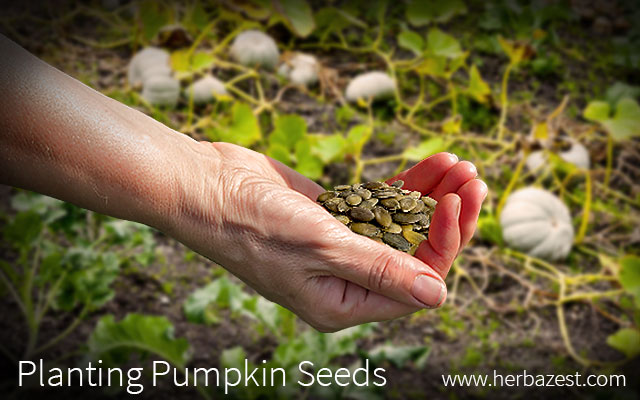 Planting Pumpkin Seeds