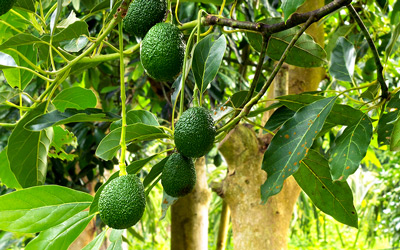 Growing Avocado