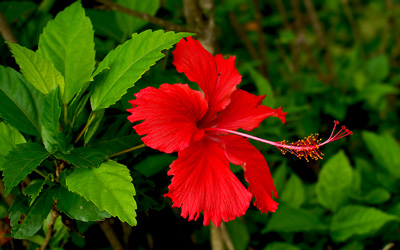 Growing Hibiscus