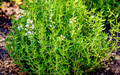 Growing Thyme