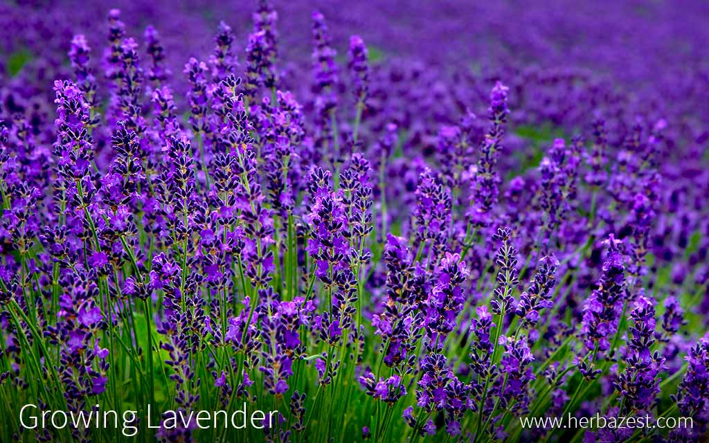 Growing Lavender