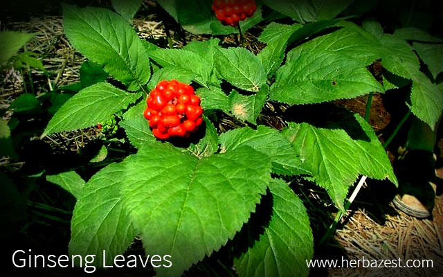 Ginseng Leaves