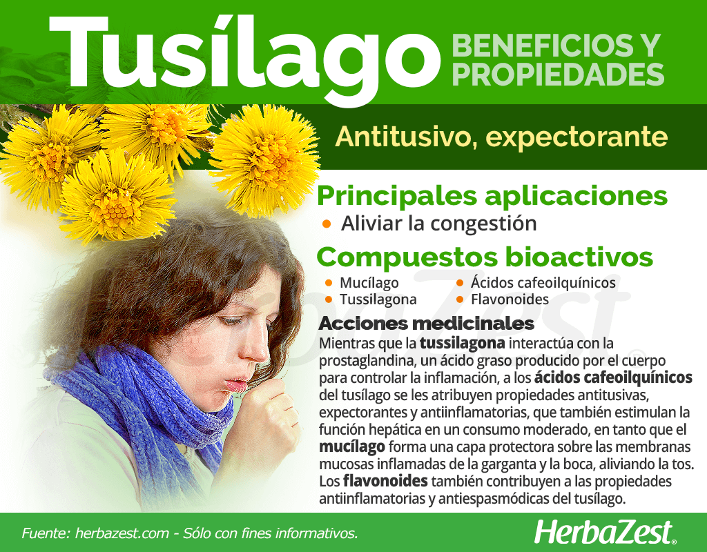 Beneficios y propiedades del tusílago