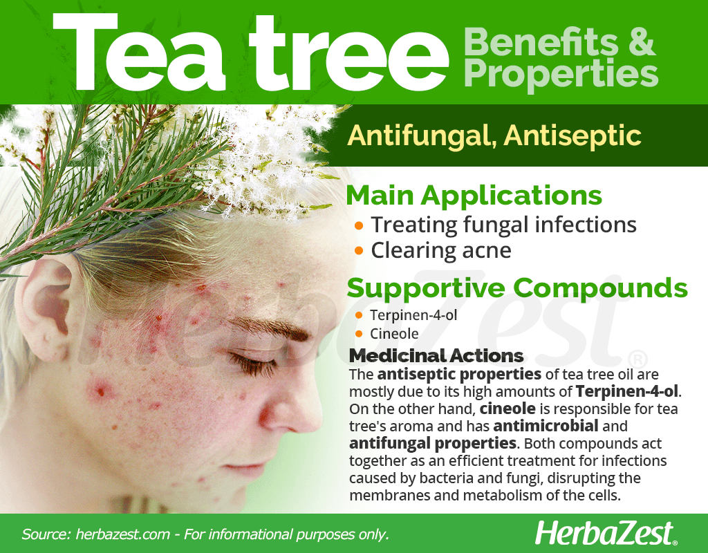Tea Tree Benefits and Properties
