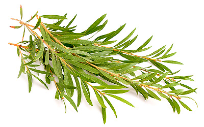 Tea Tree