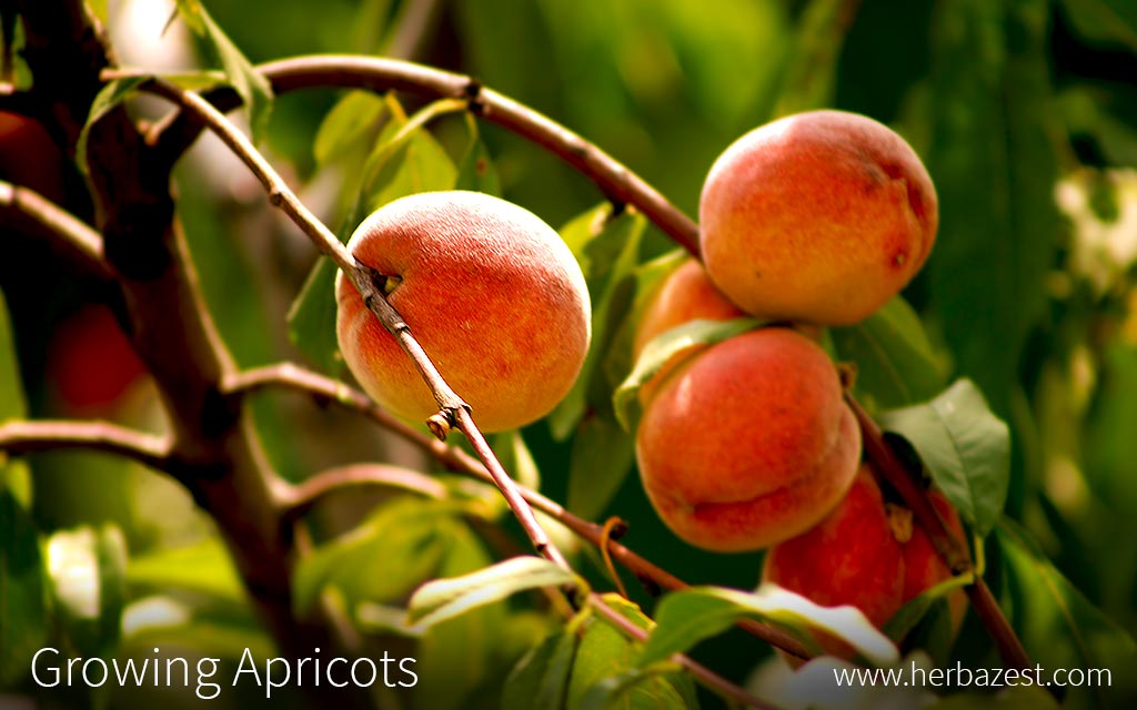 Growing Apricots