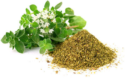 Oregano