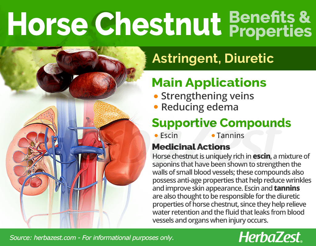Horse Chestnut Benefits and Properties