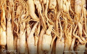 New Study: Ginseng Found to be Effective Against Influenza