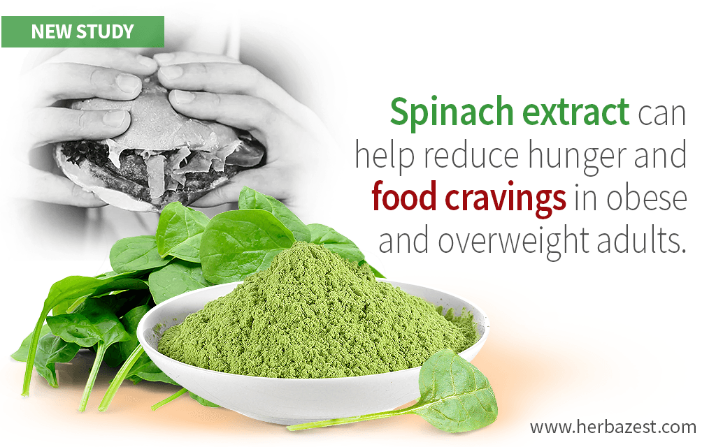 Spinach Extract Helps Manage Food Cravings by Increasing Satiety