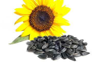 Semillas de girasol