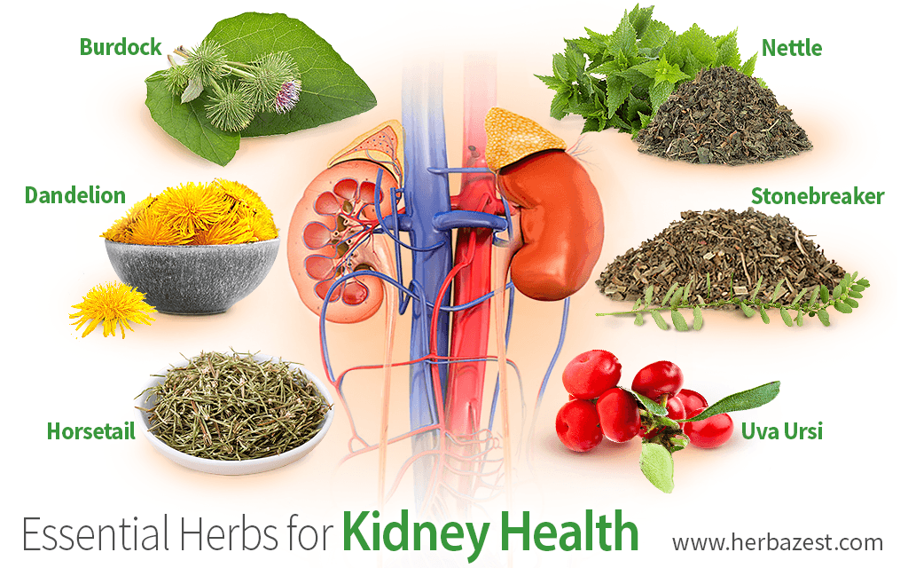 Essential Herbs For Kidney Health