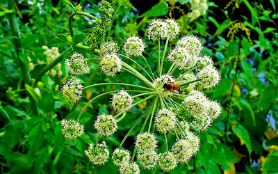 Growing Angelica