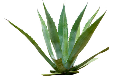 Agave