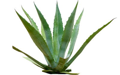 Agave