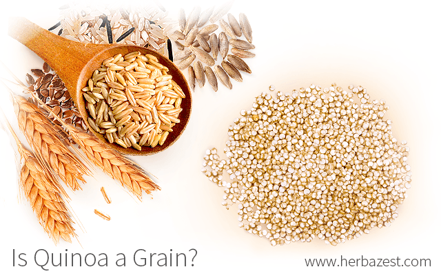Is Quinoa a Grain?