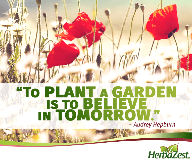 Quote: To Plant a Garden is to Believe in Tomorrow