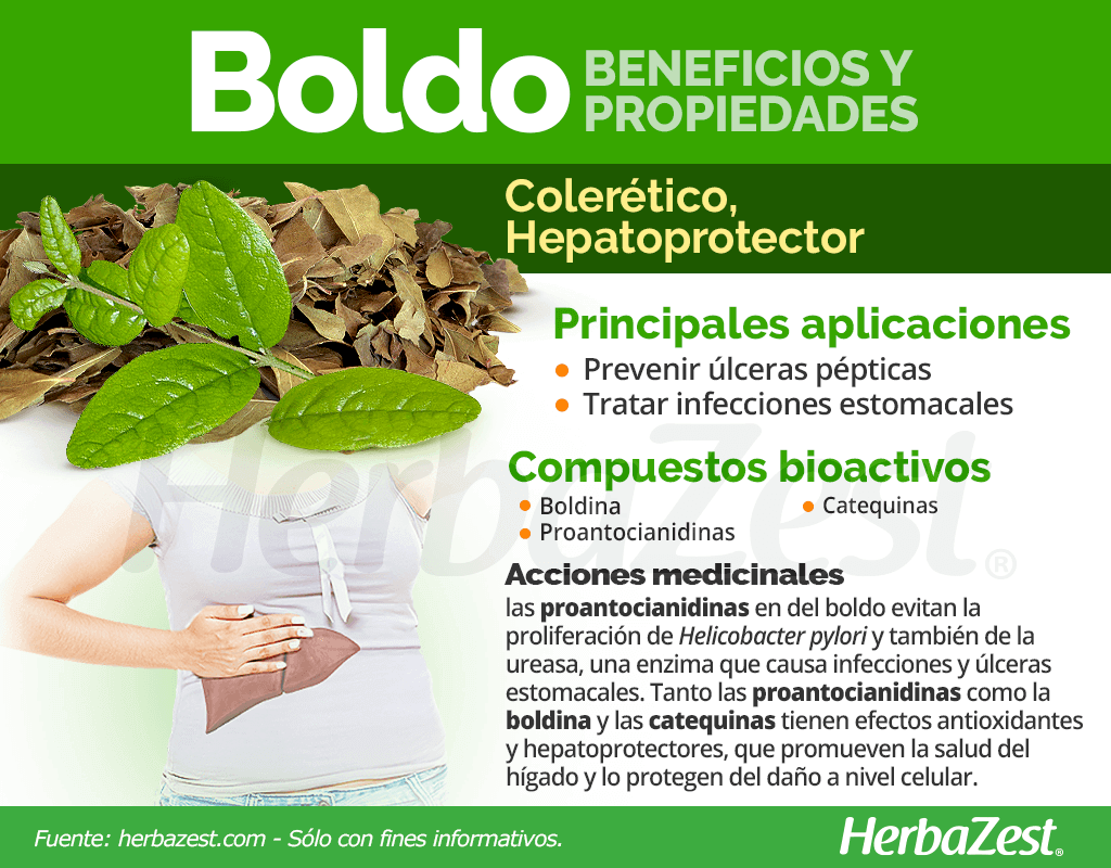 Beneficios y propiedades del boldo