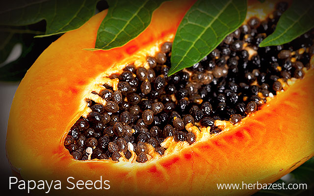 Papaya Seeds | HerbaZest