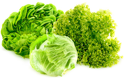 Lechuga